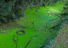 toxic sludge.jpg